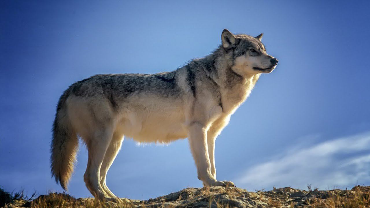 От Волчонка к Волку. Этапы взросления | Film Studio Aves