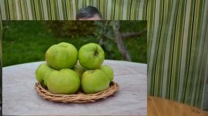 Память Липунову - сорт яблони.