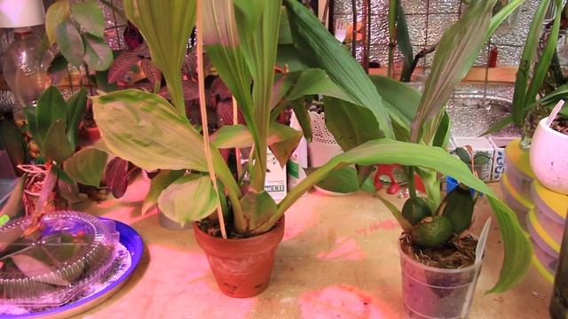 Как разрослась ликаста на солнце за лето смотреть онлайн