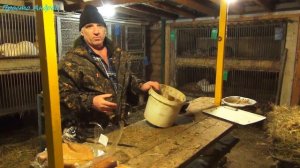 КАК разнообразить кормление нутрий Зимой