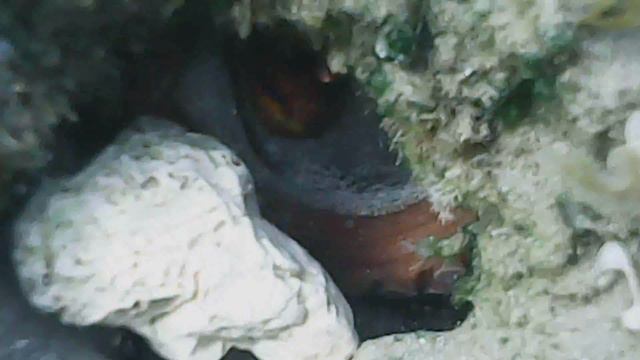 Съемки осьминога в Агиос Спиридонас КОРФУ 2018 июнь смотреть онлайн