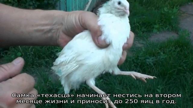Когда начинают нестись перепела? смотреть онлайн