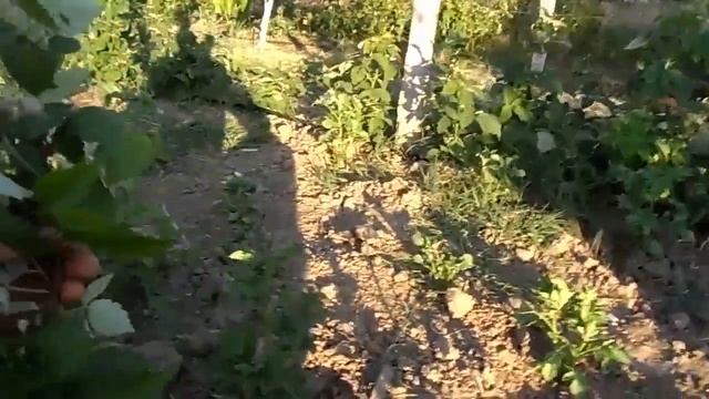 весна малина уход #малина #саженцы #ягода #ремонтантный смотреть онлайн