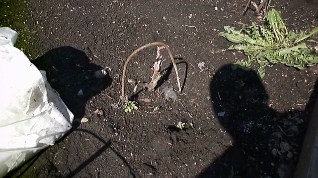 Виноград Супер Экстра. Заморозок.Кузбасс. Сибирь. смотреть онлайн