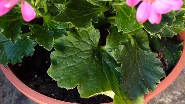 Cineraria (Pericallis x Hybrida) смотреть онлайн