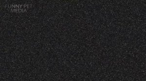 FUNNY PIGS (HD) [Funny Pets]