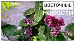 Цветочные новости _ 12.12.2022г.