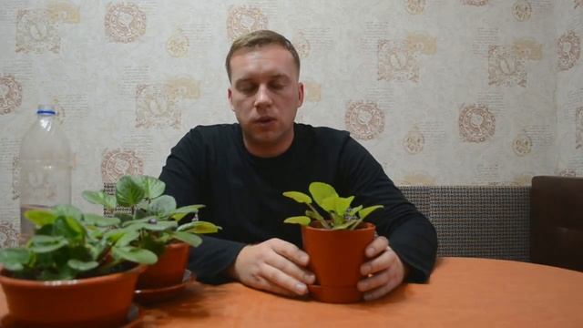 Как правильно поливать фиалку. смотреть онлайн