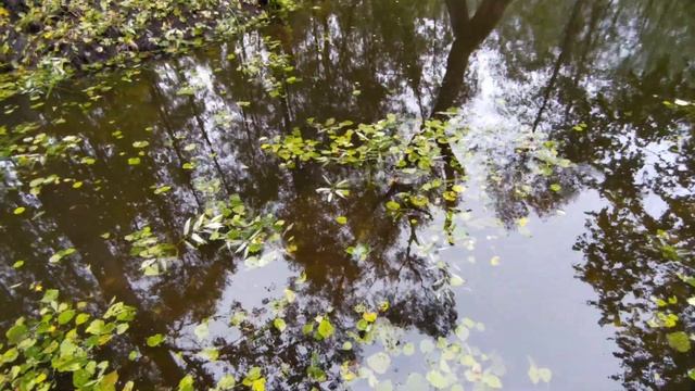 Пруд после урагана!Подъём воды,обзор пруда без плёнки своими руками. смотреть онлайн