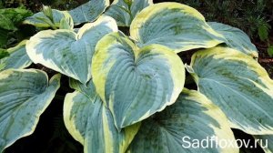 Крупная, зелено-голубая хоста Американ Хало (American Halo) в моем саду