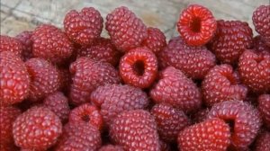 "Малиновое дерево": мифы и реальность