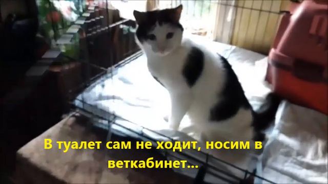 Том смотреть онлайн