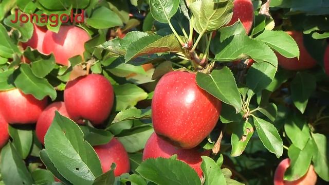 New England JONAGOLD apple смотреть онлайн