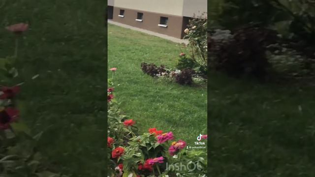 Много цветов не бывает! смотреть онлайн
