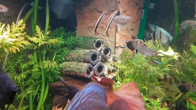 Дискусы. Каких рыб лучше держать с дискусами? Идеальный состав. Видео о коллекции. смотреть онлайн