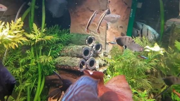 Дискусы. Каких рыб лучше держать с дискусами? Идеальный состав. Видео о коллекции.