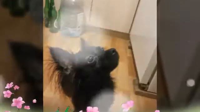 Мои собачки Дезька и Умка после купания! смотреть онлайн
