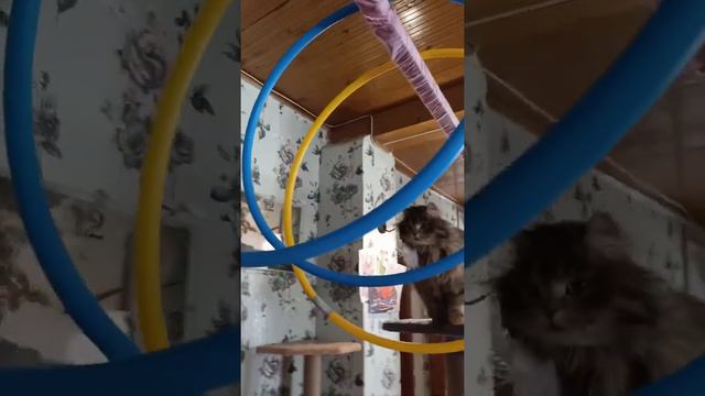 Умная кошка Пушинка дрессировка / smart cat смотреть онлайн