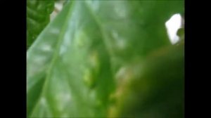 БОЛЕЗНЬ КИТАЙСКОЙ РОЗЫ - 4