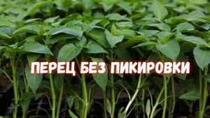 ЖАЛЕЮ, что РАНЬШЕ ТАК НЕ САЖАЛА СЕМЕНА! Теперь сею ПЕРЦЫ ТОЛЬКО ТАК! РАССАДА ПЕРЦА без ПИКИРОВКИ