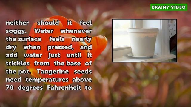 How to Plant a Tangerine Seed смотреть онлайн