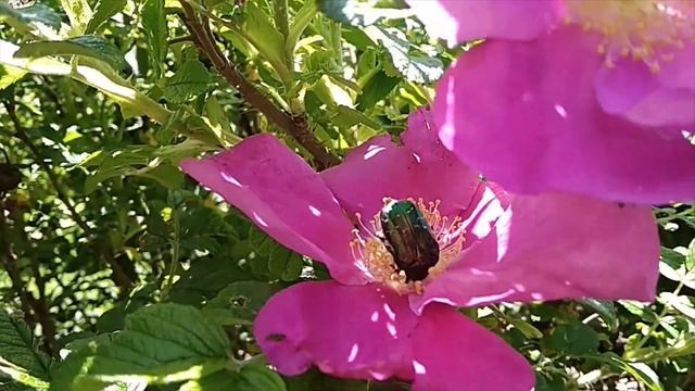 Про Жука Бронзовку! смотреть онлайн