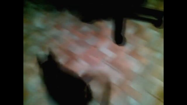Котенок ГАВ смотреть онлайн
