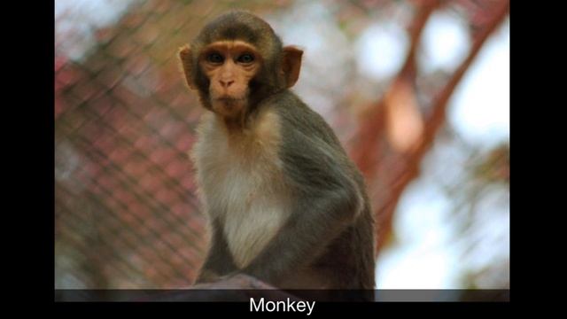 Animal Sounds For Toddlers - Animal Noises And Pictures For Kids