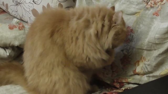 Кот Филя. Утро вечер. Пермь смотреть онлайн