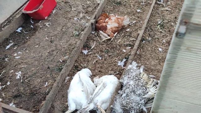 Бродячие собаки -зло!!!