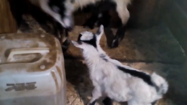 Вот и у нас клава кока родилась смотреть онлайн