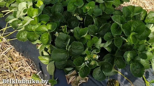 Сорт клубники Маригетт ? НСД. Belklubnika.by смотреть онлайн