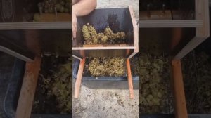 Дробилка для винограда с гребнеотделителем.