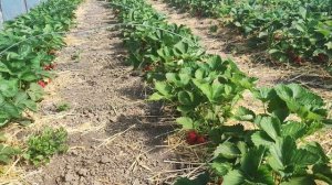 ?Новинка на нашем участке - клубника Сандра. Ранний сорт (КСД). ?