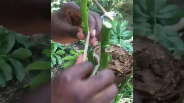Top working Avocado Canopy change. #Grafting Avocado смотреть онлайн