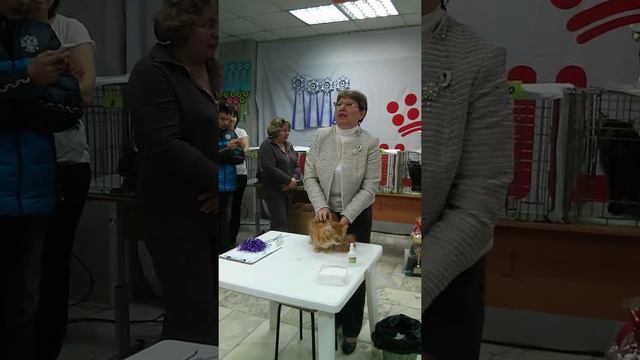 Кошка Мейн-Кун Жасмин на выставке смотреть онлайн