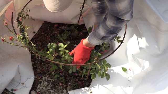 розы пострадавшие от засухи, питомник роз полины козловой Rozarium.biz ,saving Roses From Drought