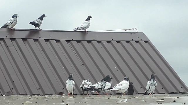 Голуби породы тэдди в Москве +79255022509 смотреть онлайн