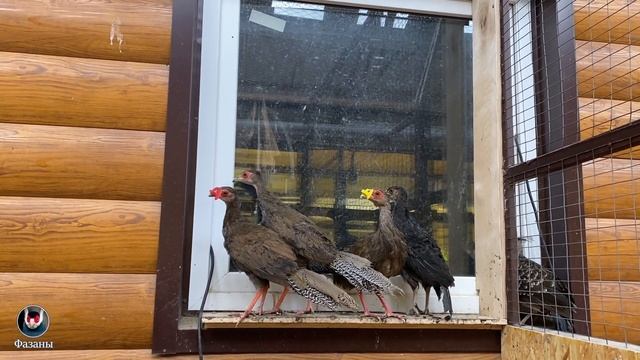 НЕПАЛЬСКИЕ ФАЗАНЫ. ВИДЫ ФАЗАНОВ.TYPES OF PHASANES.Lophura leucomelanos. смотреть онлайн