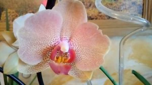 Циркон для орхидей помогает нарастить не только корни.