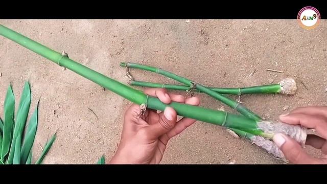 Bamboo tree grafting | Bamboo tree from branch смотреть онлайн