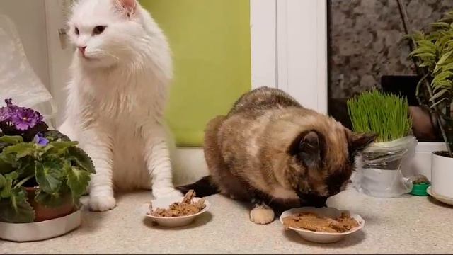 Леся и Сёма - Смачное чавканье