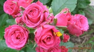 Роза спрей Лав Лидия (lovely lidia) ? спрей роза Лав Лидия обзор: как сажать, саженцы розы Лав Лиди