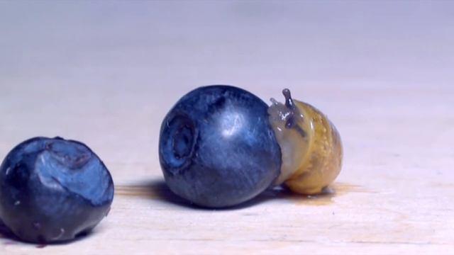 Путь улитки: Отрезок первый (медитативное видео) смотреть онлайн