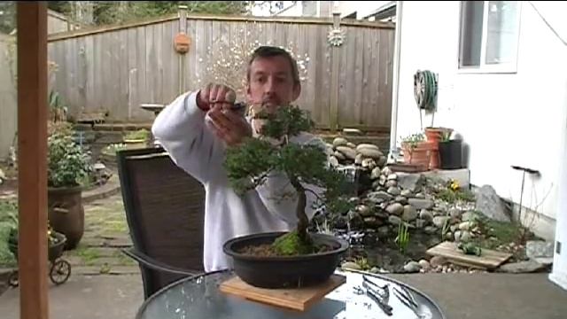 Bonsai garden juniper nana procumbens смотреть онлайн