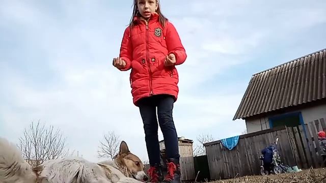 как научить собаку давать лапу смотреть онлайн