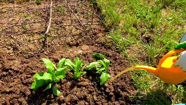 Сажаем свеклу, щавель, мяту и сирень / Влог с нашей дачи смотреть онлайн