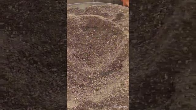 Выгонка тюльпанов к 8 марта смотреть онлайн