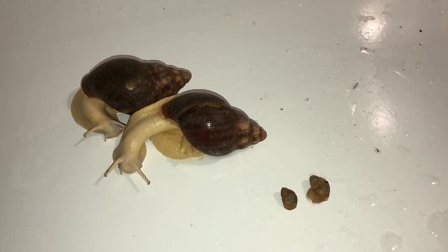 Бенины и папирашки|Как дела у улиток?|Кладки бенинов