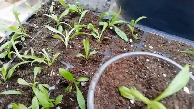 Пикирую флоксы однолетние Скарлет. смотреть онлайн